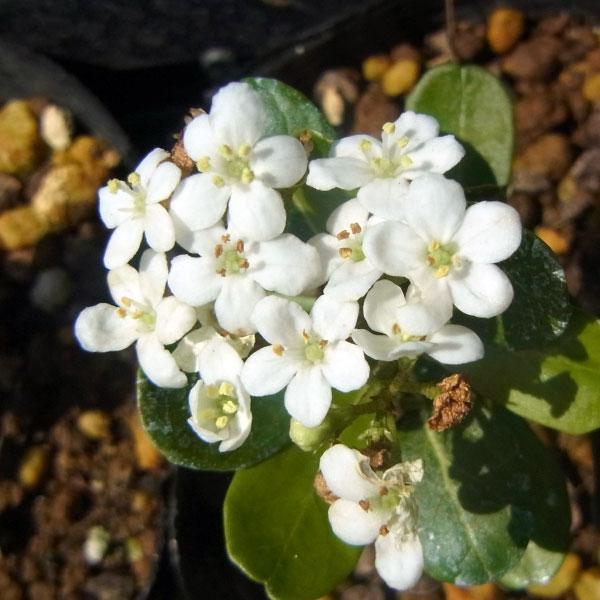 花木 庭木の苗 ビバーナム レイファーズドワーフ樹高40cm根巻き : 園芸