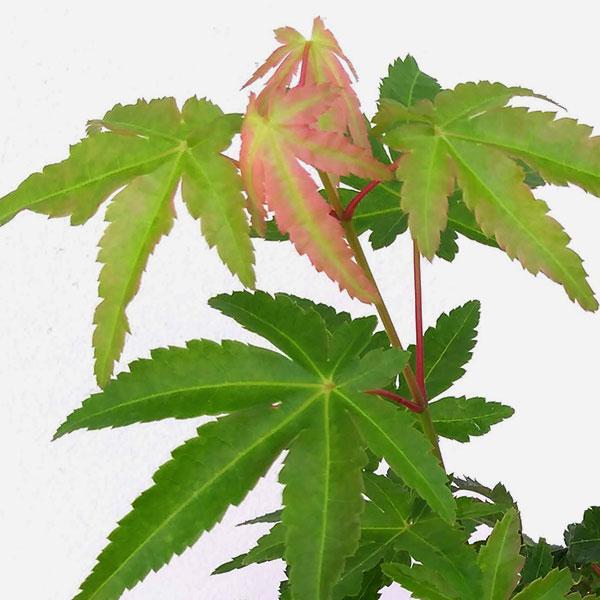 ★入荷から日数が経ったためセール価格となりました。商品の状態は画像と異なる場合があります。★苔玉で楽しむモミジです。イロハモミジは赤ちゃんの手のような愛らしい葉をもつ、モミジの代表的な品種です。春の出芽、秋の紅葉がひときわ美しい品種。秋には...