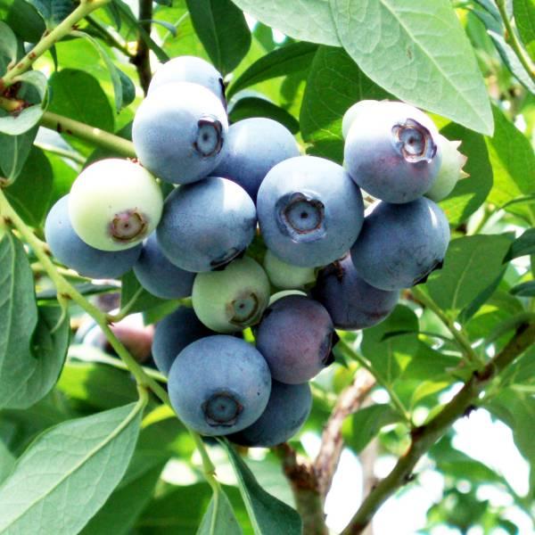 果樹の苗 ブルーベリー（サザンハイブッシュ系） ブルークリスプ5号