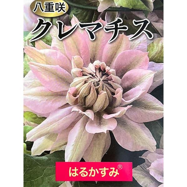 クレマチスの苗 クレマチス はるかすみ（R）4号ロングポット : 園芸