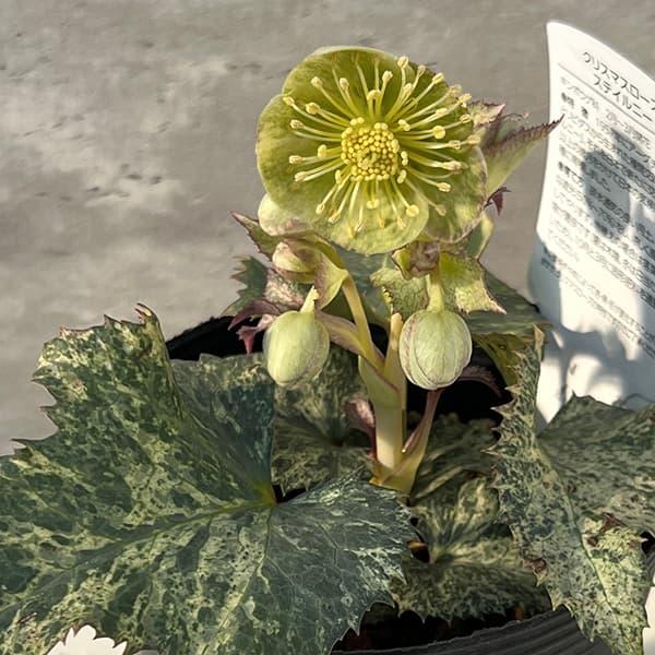 曽田園芸さんのクリスマスローズ（原種系）：ステルニー グラナイト