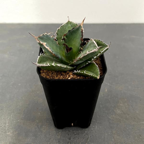 観葉植物 棚卸セール （わけあり特価）アガベ チタノタ 菩提 3号鉢植え