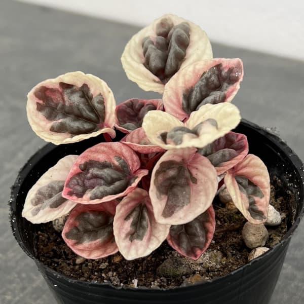 観葉植物 ぺぺロミア ストロベリークォーツ 3号ポット