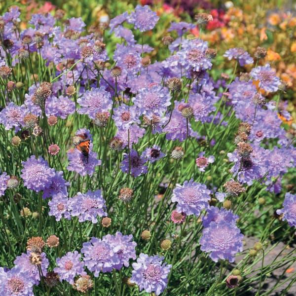 草花の苗 コンパクトスカビオサ クドブルー3号ポット