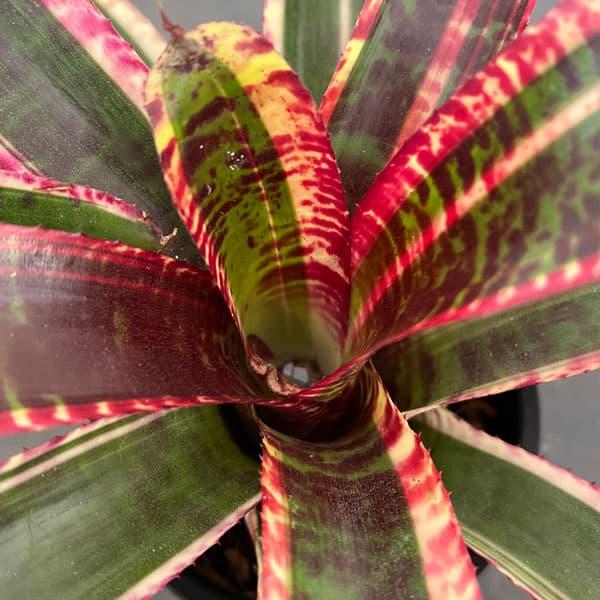 観葉植物 ネオレゲリア ルシフェル（ルシファー） 3号