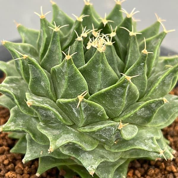 観葉植物 サボテン オブレゴニア デネグリイ（帝冠）実生株 3号鉢植え