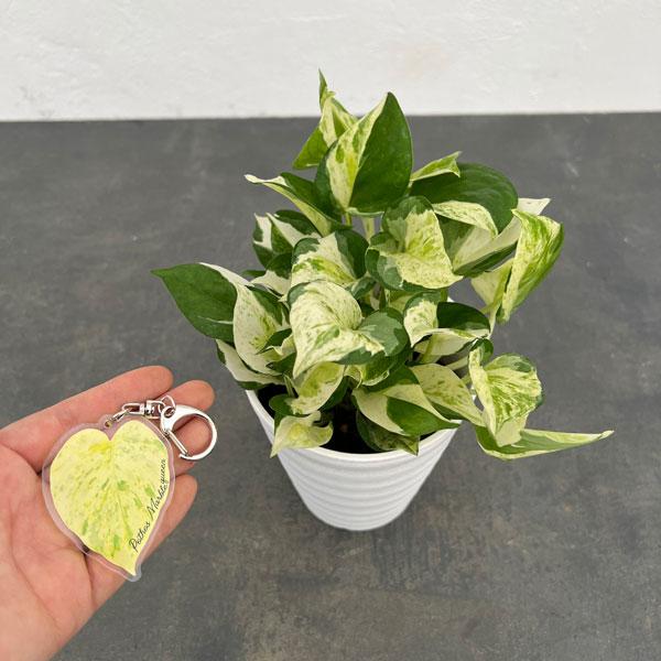 観葉植物/ポトス：グローバル 4号鉢入り 加藤農園オリジナルポトス