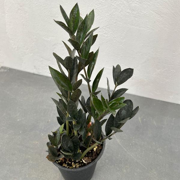 ザミオクルカスダークザミクロ　第４種発送 ザミオクルカス ダークザミクロ 4号｜観葉10-TU | □キーワードから