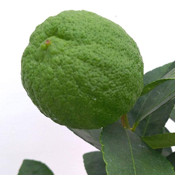 柑橘・かんきつ類苗木 ★入荷から日数が経ったためセール価格となりました。商品の状態は画像と異なる場合があります。★レモンより小振りで、丸い形状の果実、果皮がグリーンの種なしライム。上品な香りの香酸柑橘です。果重は約60〜80gで、温度があれ...