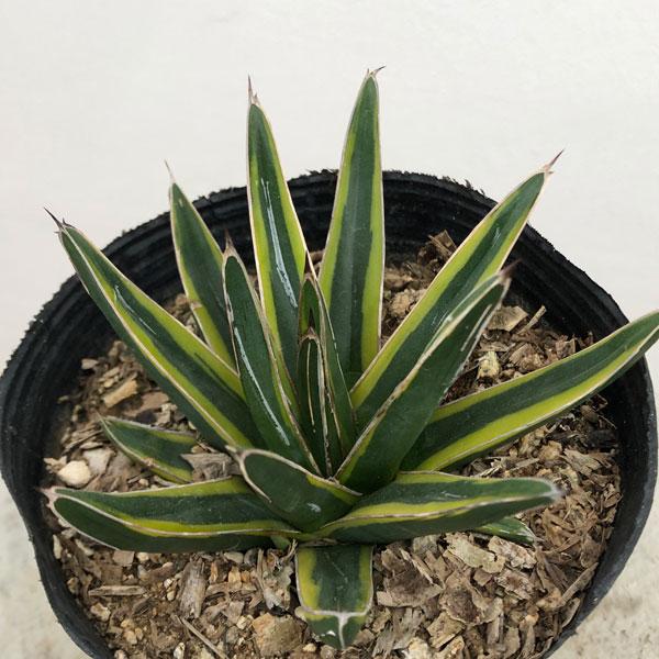 観葉植物 アガベ ササノユキ ニシキ（笹の雪錦）4号ポット : 園芸 