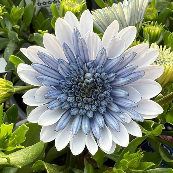 草花の苗 オステオスペルマム（八重） 3Dスチールブルー3.5号ポット