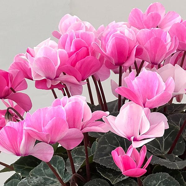 わけあり特価）シクラメン ツヴァイ シャワーピンク4号鉢植え : 園芸