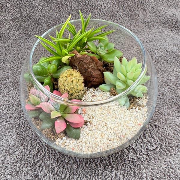 観葉植物 多肉寄せ植えガラスボールSS直径10cm 送料無料 : 園芸ネット