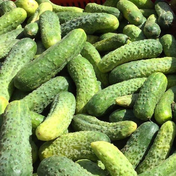 キュウリ ピクルスキュウリ 野菜タネ