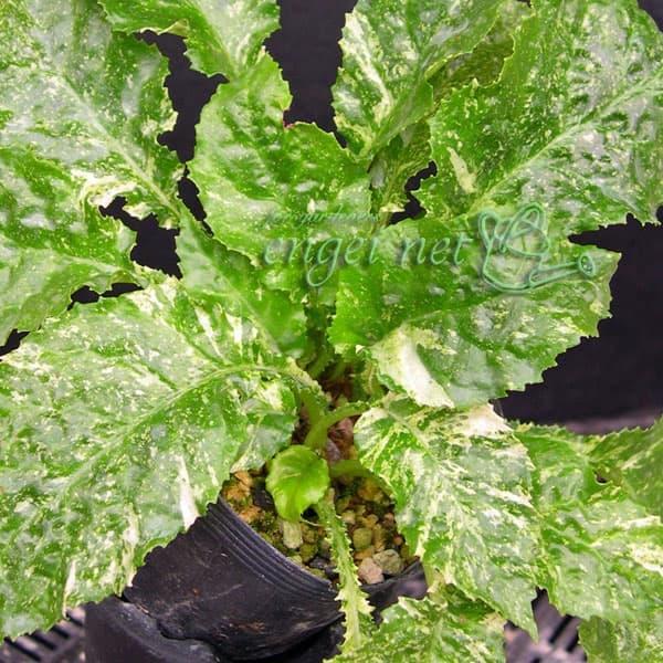 安定した細かい霧点の白散斑縞が入る赤花品種です。イワタバコは、日陰の湿った岩場に生える多年草。葉がタバコににていることからこの名前があります。日本、台湾、中国に分布し、初夏から夏にかけて花を咲かせます。原石鉢に植えつけると生育が良いです。空...