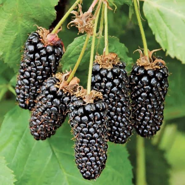 果樹の苗 キイチゴ（木いちご） 大実ブラックベリー ジャンボソーン