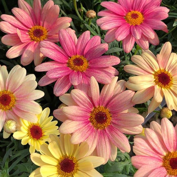 ★入荷から日数が経ったためセール価格となりました。商品の状態は画像と異なる場合があります。★スマッシュシリーズは、魅力のある花色の上に、コンパクトな草姿にたくさんの花を咲かせます。ピーチアイは咲き始めがクリーム色で、徐々にピーチ、ピンクへと...