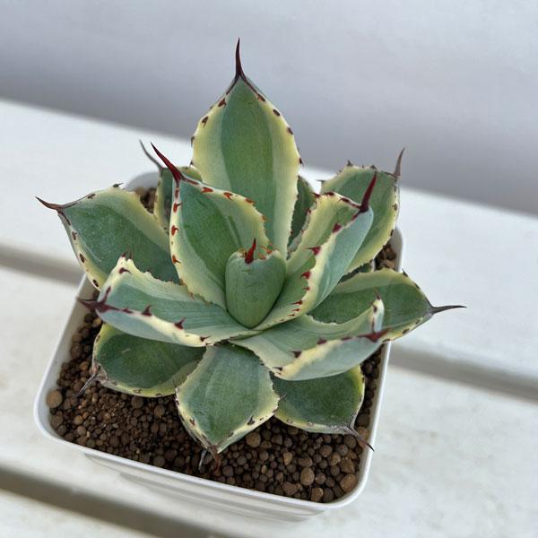 中南米原産のアガベ（リュウゼツラン）です。肉厚の青緑がかった葉に明るい斑が入り、黒紫色の棘が美しく、整った形状のロゼットを作る品種です。耐寒性が非常に高い（マイナス10度くらいまで耐える）ので、戸外の植栽にもおすすめです。成長すると直径約8...