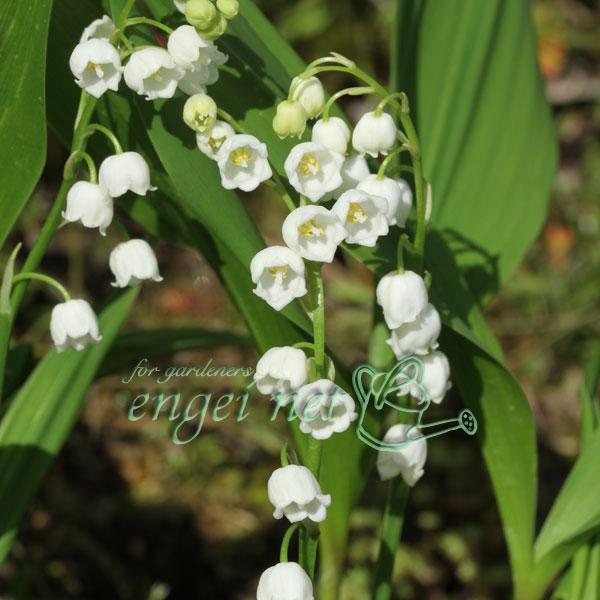 中国産のスズラン。日本スズランと同様に清楚な姿が魅力的ながら、日本産のスズランよりも耐寒性・耐暑性にすぐれ、かなり強健な性質です。鉢植えや庭植えにご利用ください。※詳しい商品説明は下のほうに記載があります