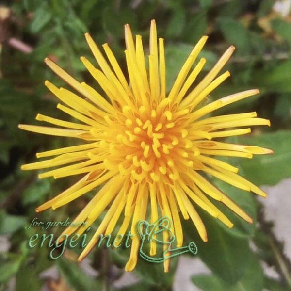 大変珍しい管咲きタイプの日本タンポポ。筒状に巻いた細長い花弁が放射状に広がる姿が特徴的です。小型で花弁も非常に細長く見え、繊細な印象です。※詳しい商品説明は下のほうに記載があります