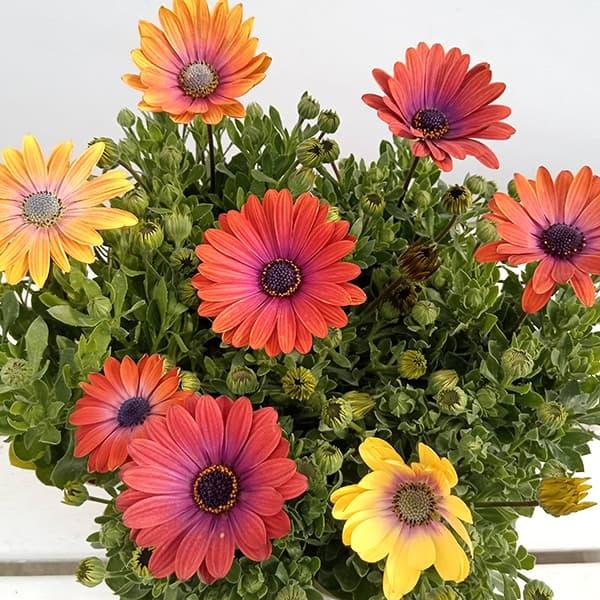 ★葉に傷みがあるため特価です★アキラ・ハワイサンセットは新鮮なカラーで強健なオステオスペルマムです。オステオスペルマムはアフリカ原産の多年草で、早春から晩春にかけての鉢植えや花壇の花として親しまれています。アキラシリーズは株がコンパクトにま...