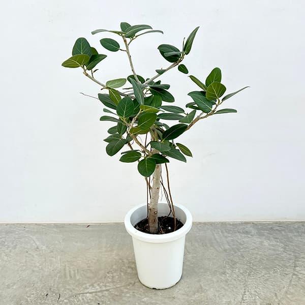 観葉植物 フィカス ベンガレンシス 8号鉢植え : 園芸ネット - 通販