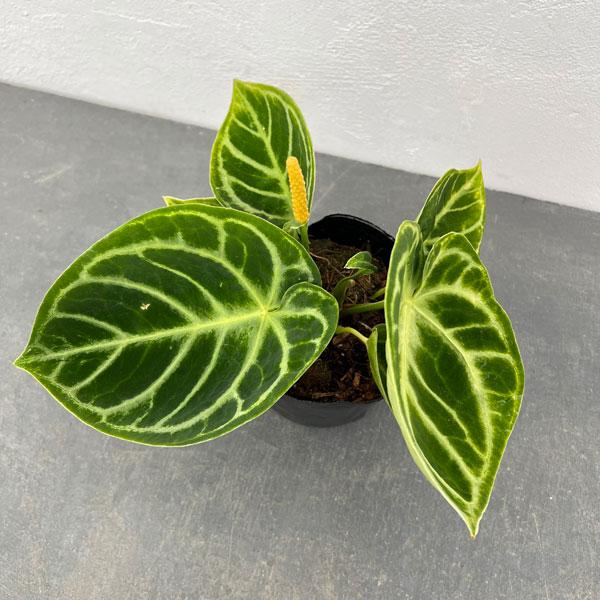 観葉植物/アンスリウム：ドラヤキ 4号ポット : 園芸ネット