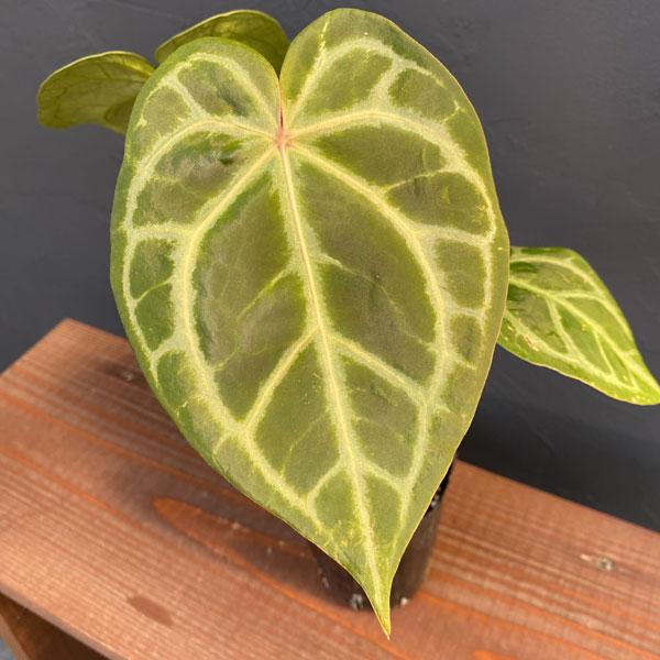 アンスリウム マグニフィカムシルバー x (ミシェルxザラF3) 観葉植物 アンスリウム（原種） マグニフィカム シルバー×（ミシェル