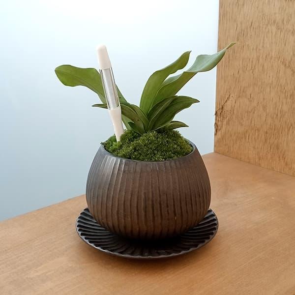 観葉植物 オモト（万年青） 出世実生・鉢植え ラピスボウルブロンズ