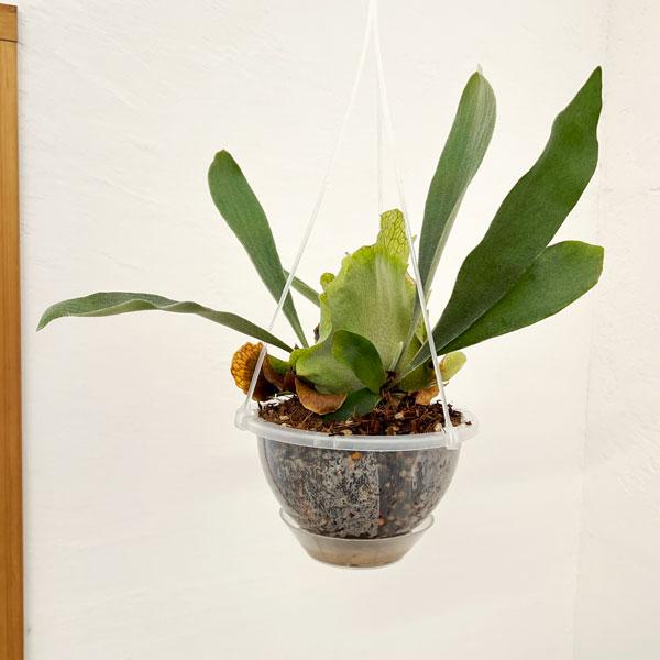 観葉植物 ビカクシダ（コウモリラン） ネザーランズ（ネガミエル×ねこ