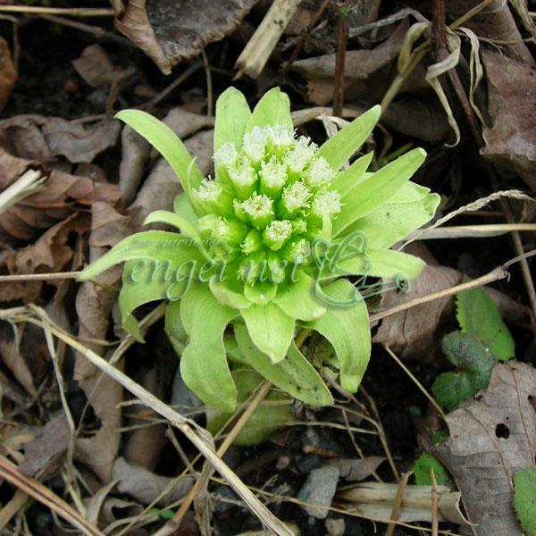 ★入荷から日数が経ったためセール価格となりました。商品の状態は画像と異なる場合があります。★雪どけとともにふっくらしたかわいい蕾が顔を出します。ふきのとうは蕗の花蕾で、雌花は白色、雄花は黄色で、大形の苞に包まれています。さわやかな緑色のフキ...