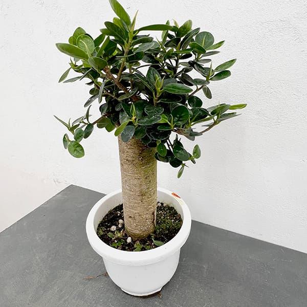 観葉植物/ガジュマル：パンダガジュマル 7号平鉢植え : 園芸