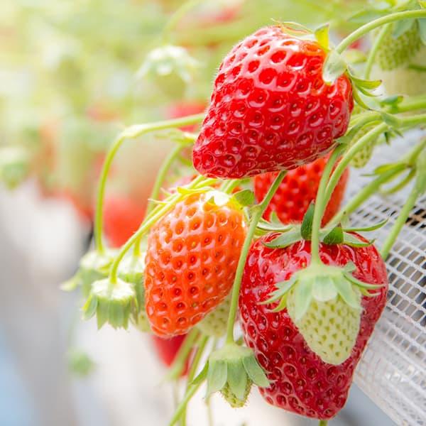 ★入荷から日数が経ったためセール価格となりました。商品の状態は画像と異なる場合があります。★章姫（あきひめ）は、「久能早生」と「女峰」の交配で生まれたビタミンたっぷりの美味しいイチゴです。ひと口では食べ切れないほど大きくてジューシー。糖度が...