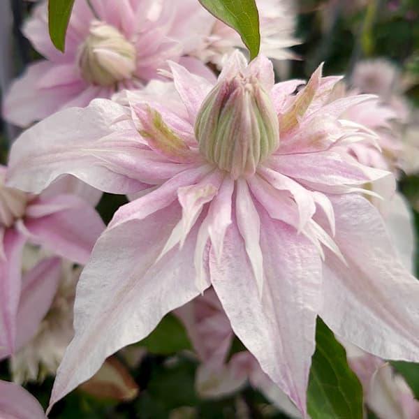 廣田哲也氏の育成。2025年発表のフロリダ系の新品種です。うすいピンク色にグリーンがかった蕊が特徴的な万重咲きは、これまでにない花色です。やや変異しやすく花形が変わることもあります。花付きはとても良く、花芽は旧枝にも残ることが判っていますの...