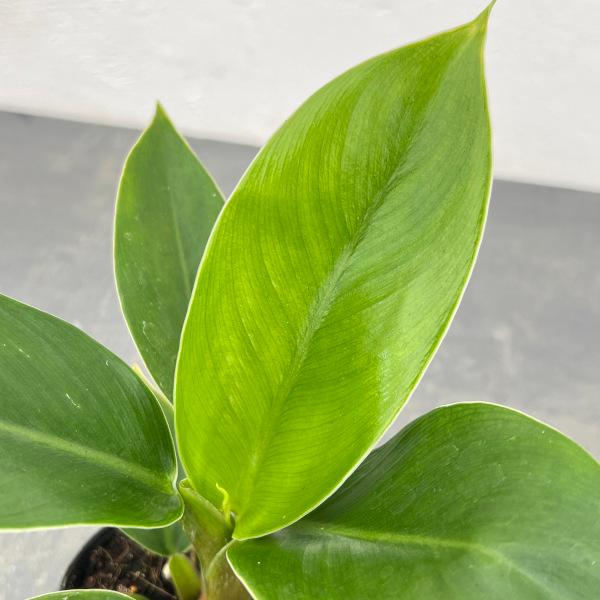 光触媒 人工観葉植物 ウォールグリーン フェイクグリーン インペリアル 光触媒人工観葉植物ウォールグリーンフェイク インペリアルグリーン 観葉植物