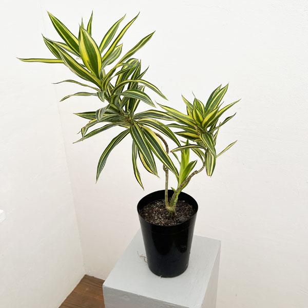 観葉植物 棚卸セール ドラセナ ソングオブサイアム 5号ポット : 園芸