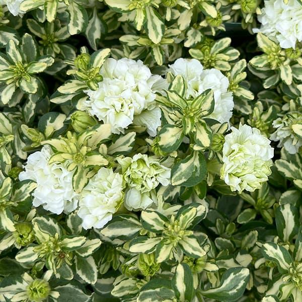 草花の苗 ペチュニア ルアナフーカ3.5号ポット