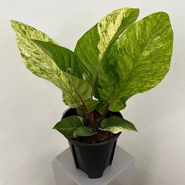 観葉植物 アンスリウム ハイブリット（斑入り）8号25-01 : 園芸ネット