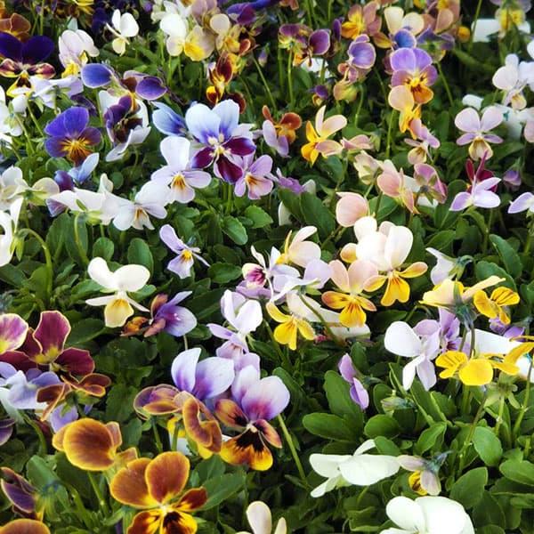 ★入荷から日数が経ったためセール価格となりました。商品の状態は画像と異なる場合があります。★ゲブラナガトヨさんオリジナルの実生系ビオラ。１ポットに2株植えとなっています。（生産の都合上2色以上の花が咲くことがあります）実生系なので花色は1株...