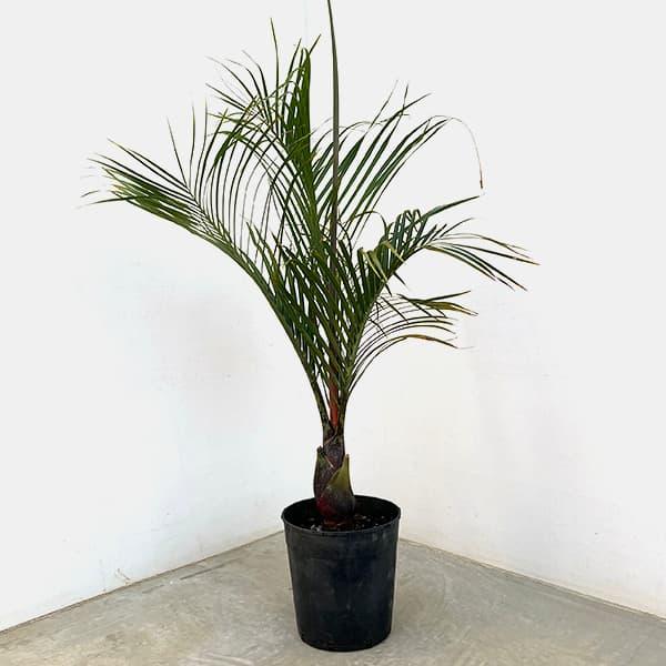 観葉植物 ヤシ ミツヤヤシ 7号 : 園芸ネット - 通販 - Yahoo!ショッピング