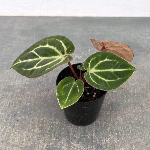 観葉植物/アンスリウム（原種）：Rクリスタリナム（NSE）＃1×R