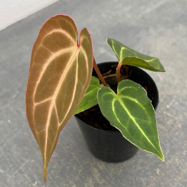 アンスリウム SKGシルバー x ドラヤキ　【大株】 アンスリウム SKGシルバー x ドラヤキ 【大株】 観葉植物/アンスリウム