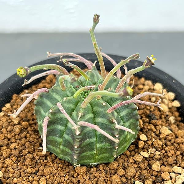 観葉植物 棚卸セール ユーフォルビア スーパーバリダ（実生特選株） 3