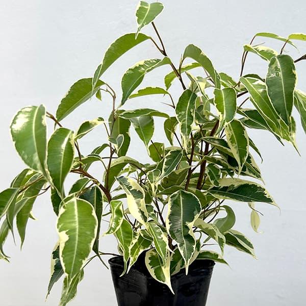 し*ん様 フィカス ベンジャミン スターライト ビューティークィーン　110cm ベンジャミン：スターライトビューティークィーン 6号鉢植え の