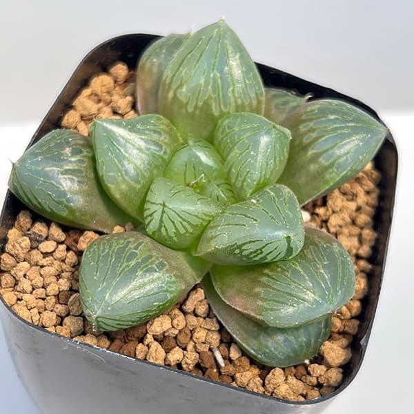 観葉植物 ハオルチア 大型紫オブツーサ 2.5号鉢植え : 園芸ネット