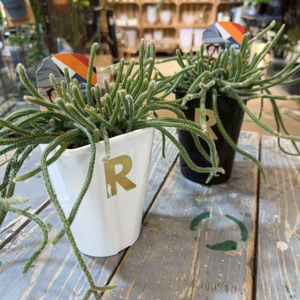 観葉植物 リプサリス ホリダ 4号鉢植え（スペシャルラベル付き