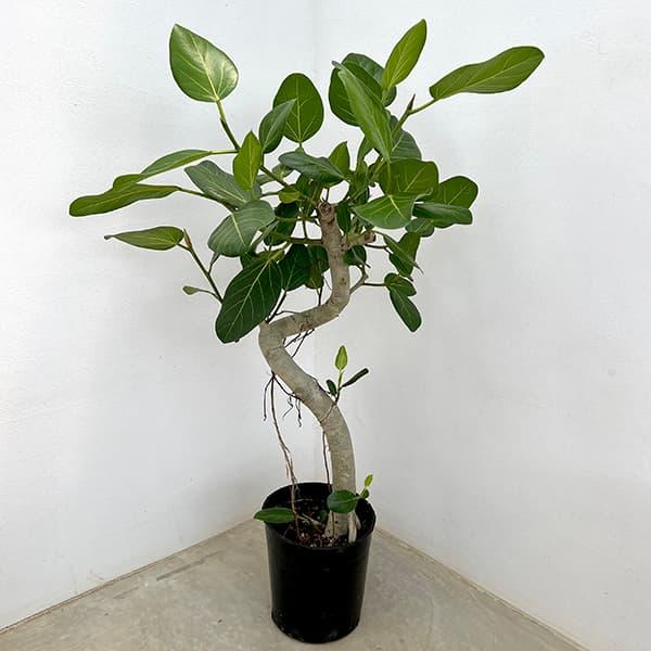 観葉植物/フィカス：ベンガレンシス 7号25-01 : 園芸ネット
