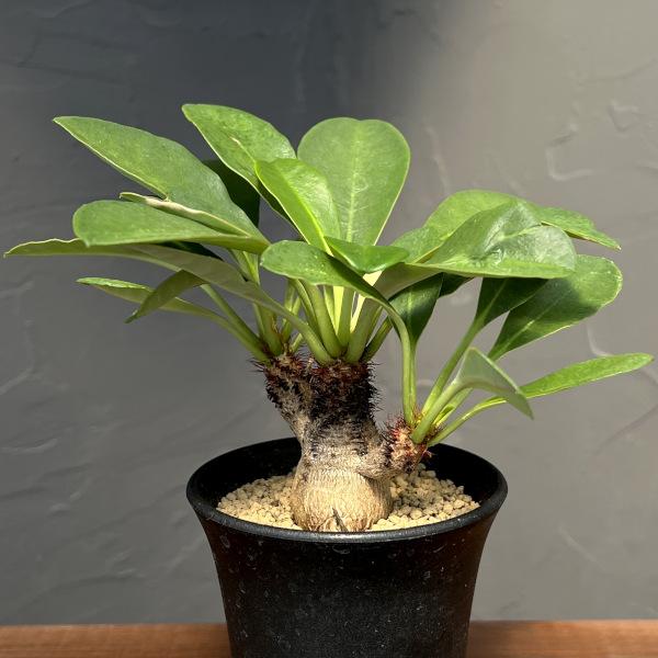観葉植物 ユーフォルビア ラメナ 3号ポット : 園芸ネット - 通販