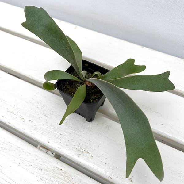 観葉植物 ビカクシダ（コウモリラン） ウィリンキーイエロームーン