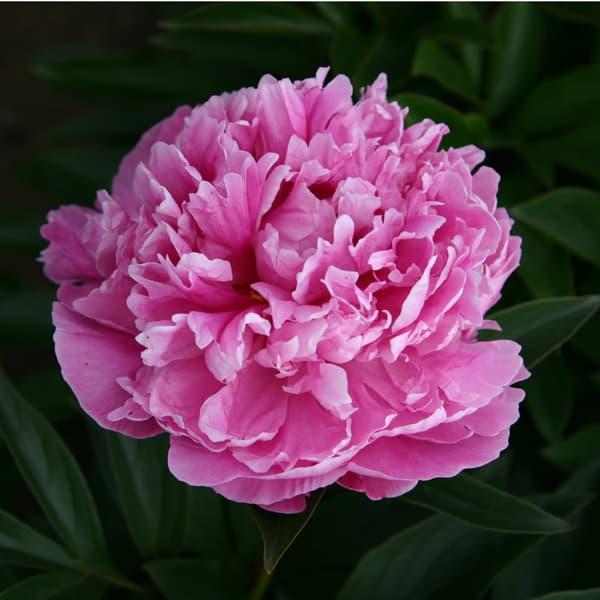 草花の苗 26年10月中下旬予約 シャクヤク（芍薬） ドクター
